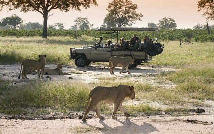 Daytrip Safaris